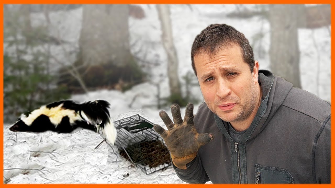 Wrong Way to Release a Skunk from a Live Trap