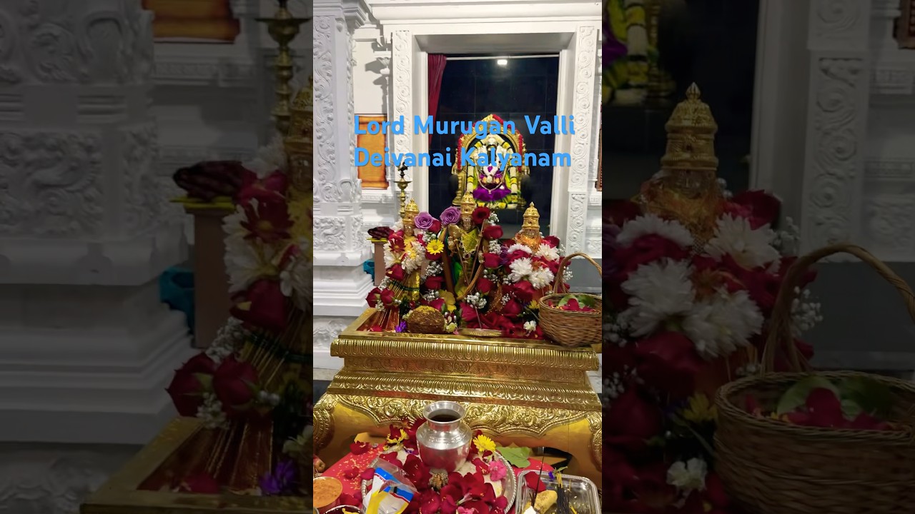 Lord Murugan Kalyanam | Kanda sashti￼ #tamivlogs #tamilusavlogs #murgan #temple #kandasashti #pooja