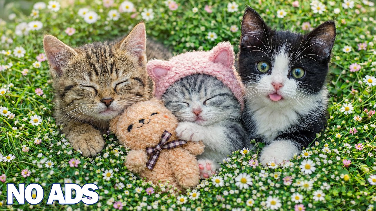 12 часов Успокаивающая Музыка для Кошек 🎵Релаксирующая & Лечебная😸Глубокий Сон Музыка 💖🐾 Без Рекламы