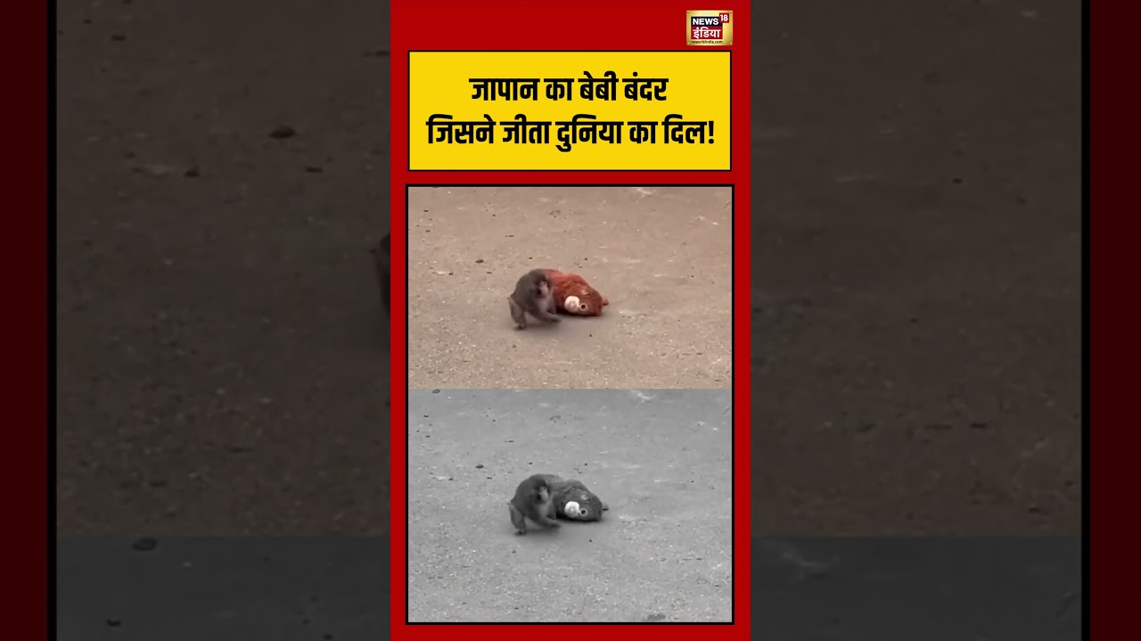 Japan का बेबी बंदर जिसने जीता दुनिया का दिल! | #shorts #viralnews #viralvideo