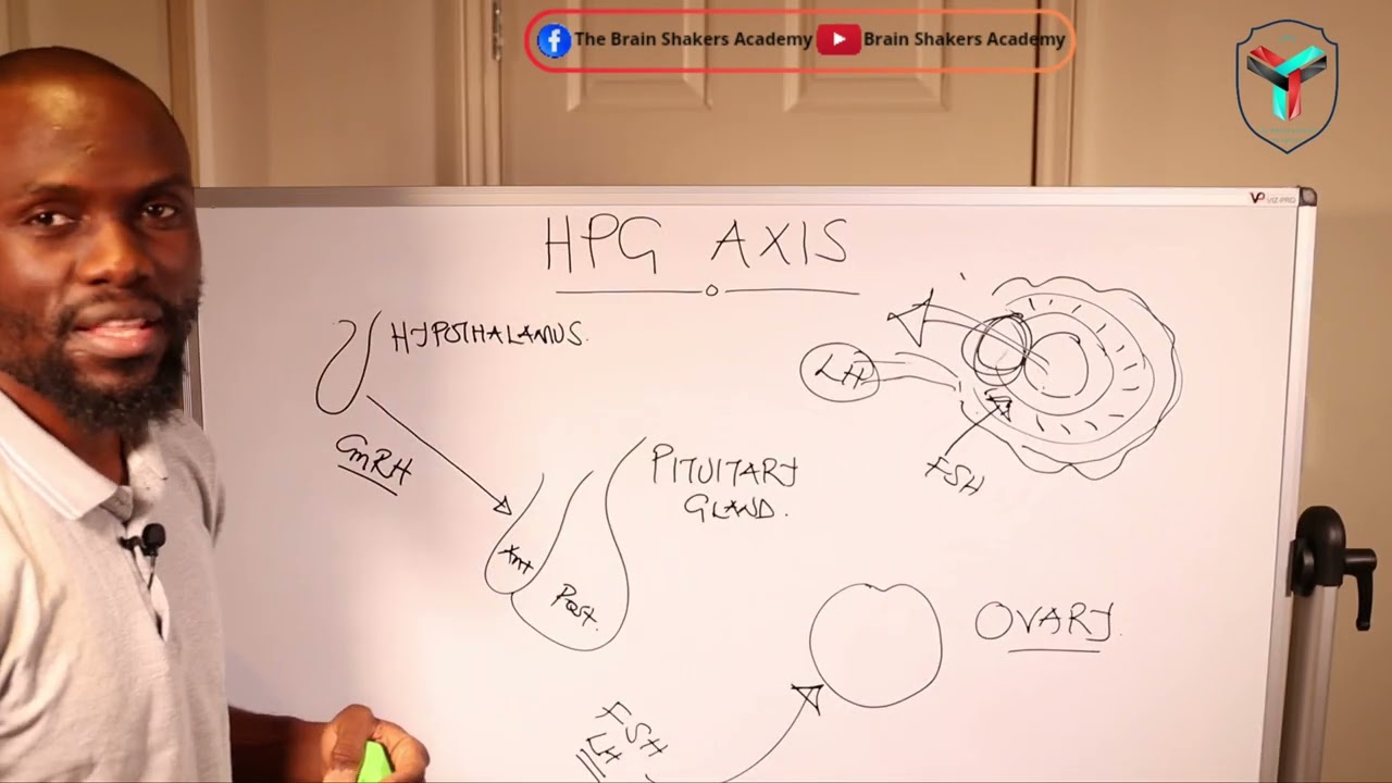 How MENSES are regulated- Hypothalamic Pituitary Gonadal [HPG] Axis