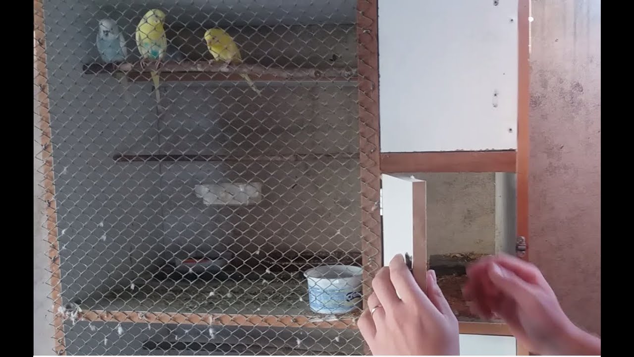 Construindo um viveiro para aves | Coração Campeiro