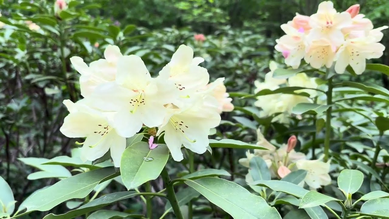 Rhododendron és Azalea virágzás a Kámoni arborétumban. Szombathelyen.
