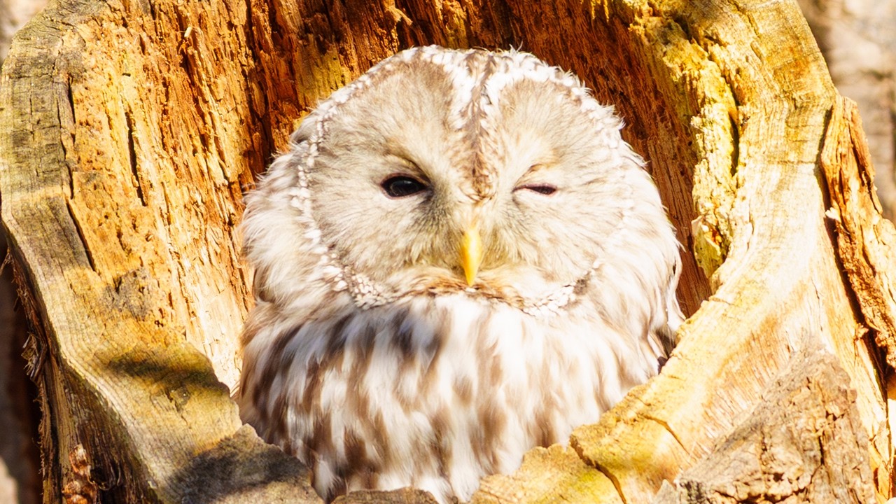 北海道はどうかしてる。フクロウが普通にいるし、ウィンクまでしてくる