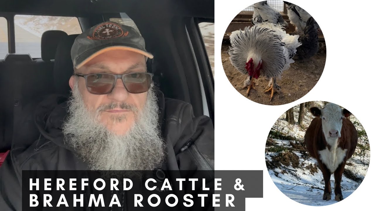 Cattle, Fuel & Brahma Rooster