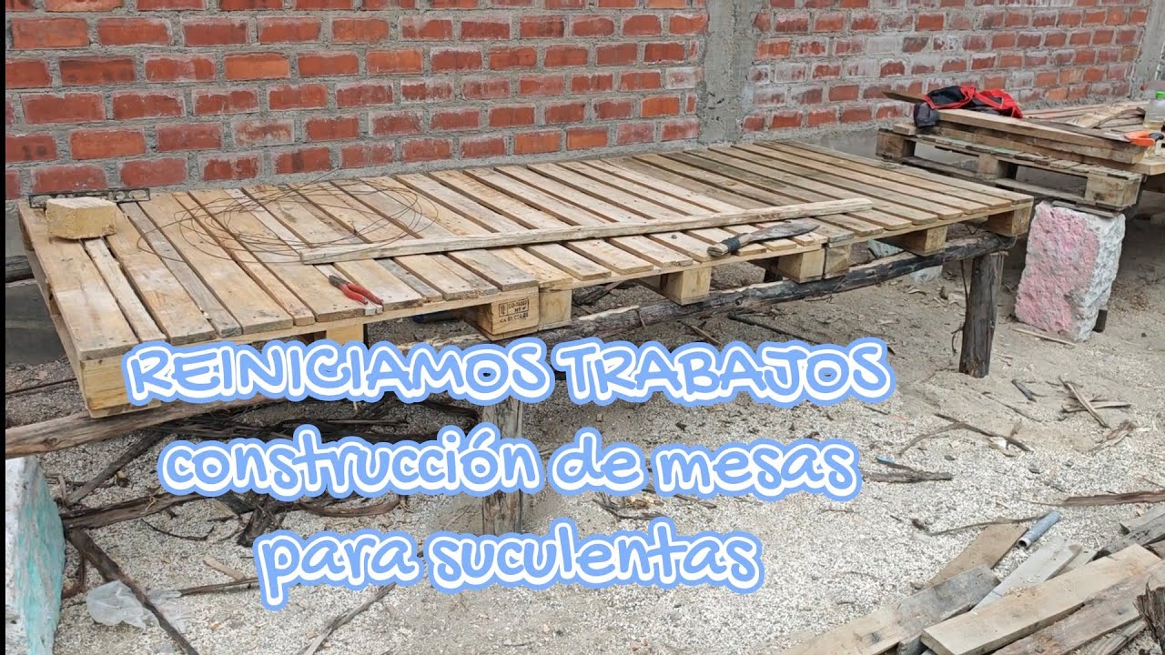 REINICIAMOS trajamos - inicio de nuevo proyecto suculentos #jardinbotanico 