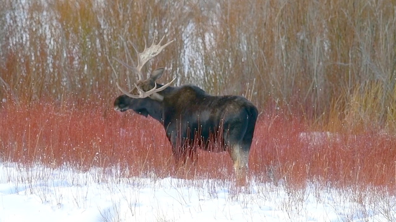Moose Antler Shed