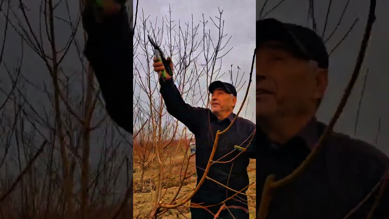 Shaftoli kochatlarga ishlov berish va dorilash