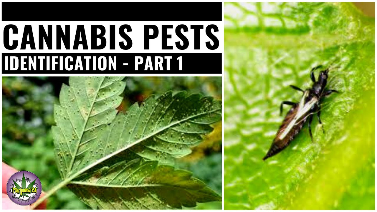 Common Cannabis Pests 🐛