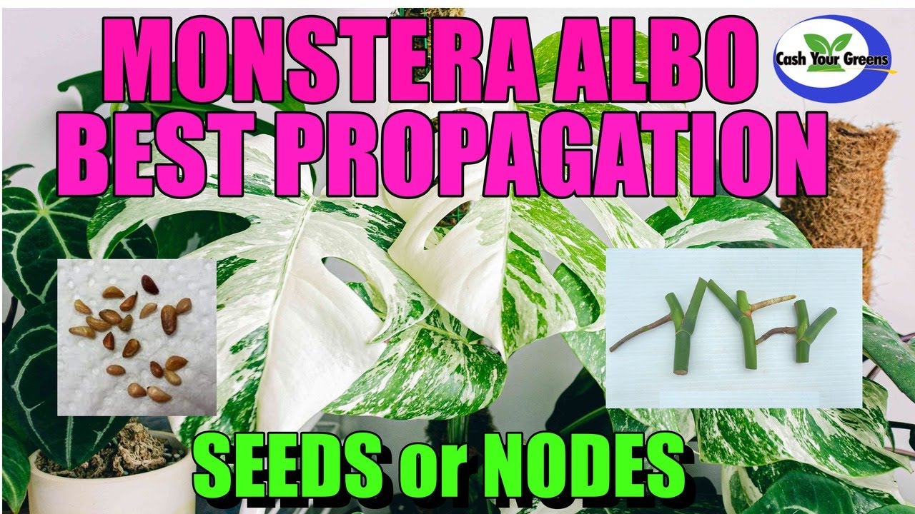 MONSTERA DELICIOSA ALBO PROPAGATION - Seeds or Node Cuttings.