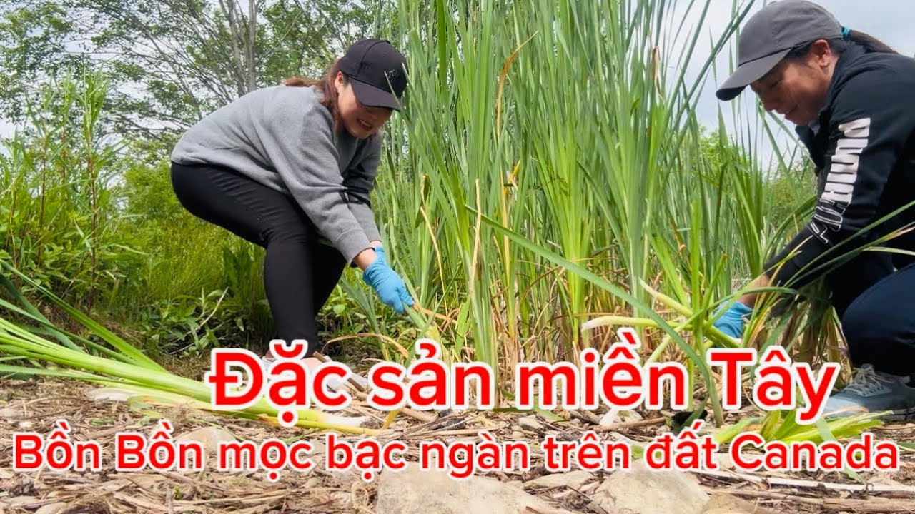 Bồn Bồn đặc sản của miền Tây mọc bạc ngàn ở Canada nào ai có biết?
