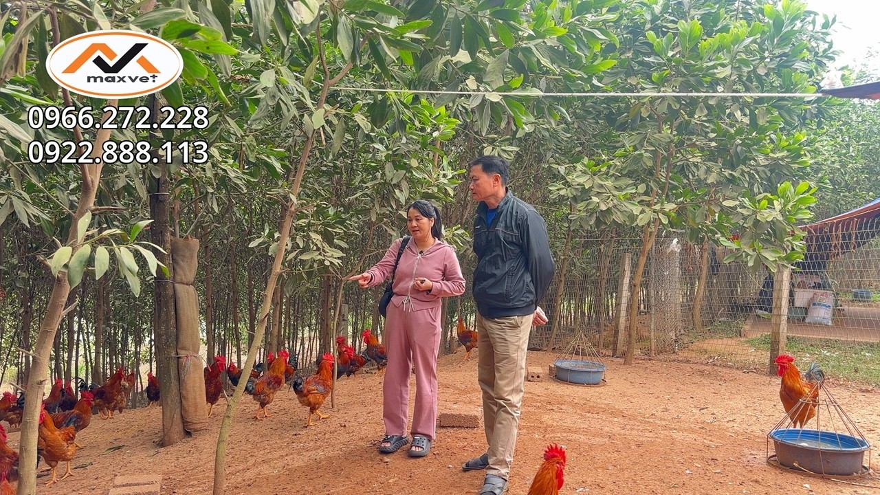 Giá gà đảo ngược khi gà thả vườn dài ngày vẫn trên đỉnh cao nhưng gà ngắn ngày lại giảm xuống đáy