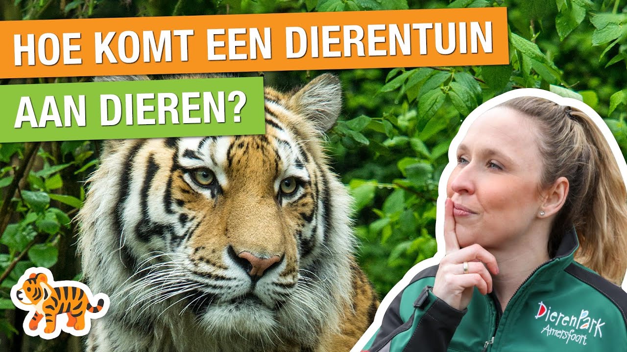 AANKOMST NIEUWE TIJGER! 🐅 + ZO KOMT EEN DIERENTUIN AAN DIEREN! | Carlijns Dierenvraag #45