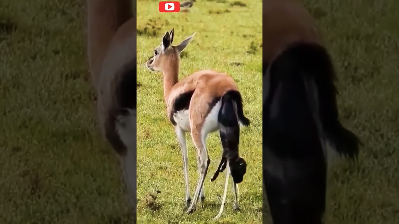 Gazelle give birth to baby gazelle 😭| gazelle | #animals #wildlife #shorts #video