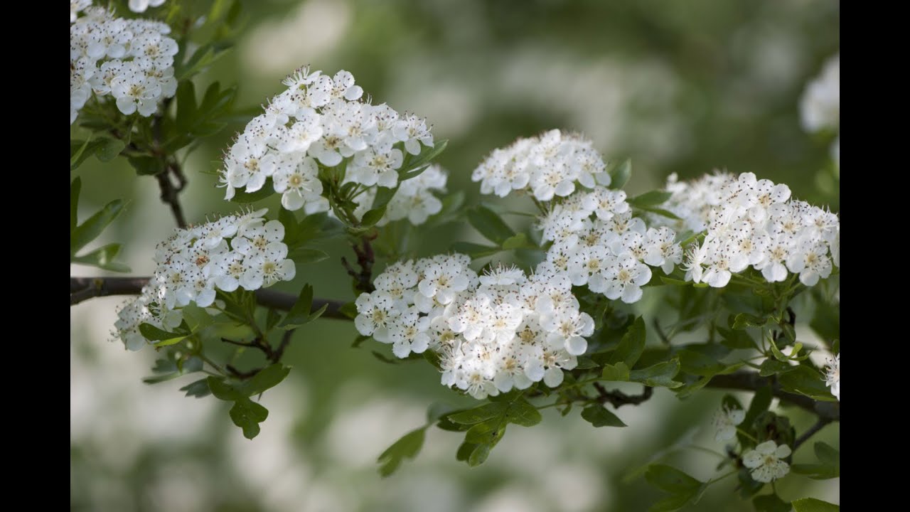Gemmothérapie : les bienfaits des bourgeons d’aubépine