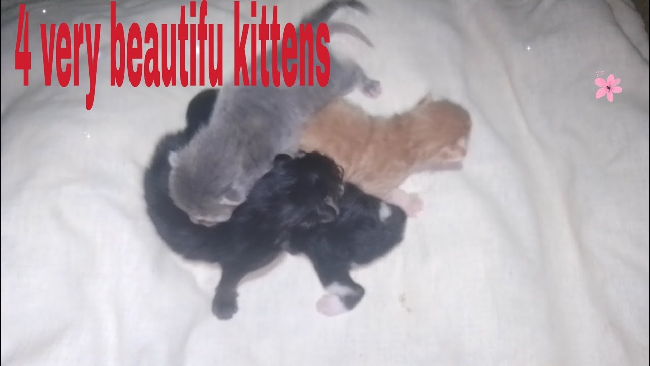 4very beautiful kittens 🐈&zwj;⬛🐈&zwj;⬛🐈&zwj;⬛🥰😍😍