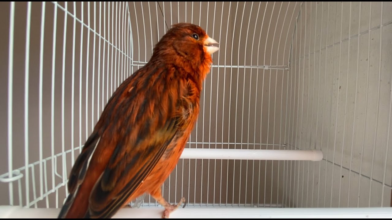 El mejor canto de canario ,Para entrenar canarios ,🐦 Canarios que no cantan.