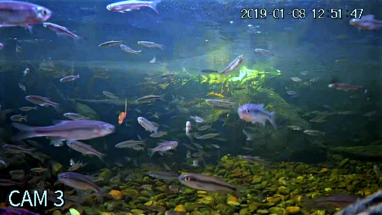STOCKING 1,000 GOLDEN SHINERS in Backyard Bass Pond!!