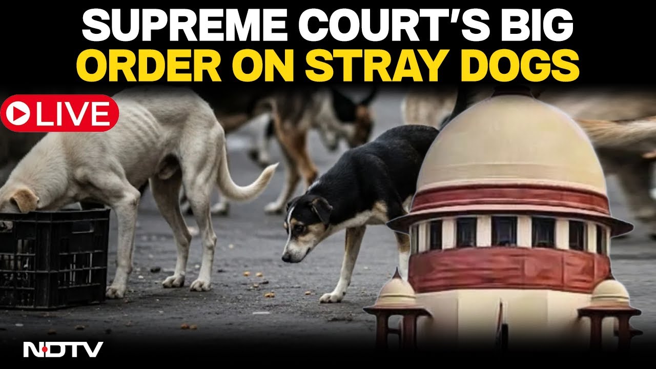 Supreme Court LIVE | Remove Stray Dogs From Bus Stands, Railway Stations: Top Court's Big Order