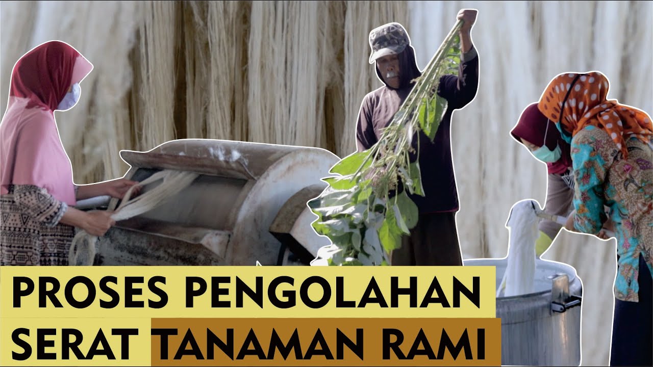 Looking Learning Trying | Proses Pengolahan Serat Rami