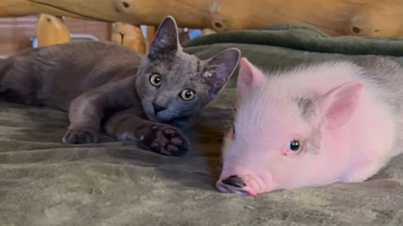 Cat and dog raise a pig