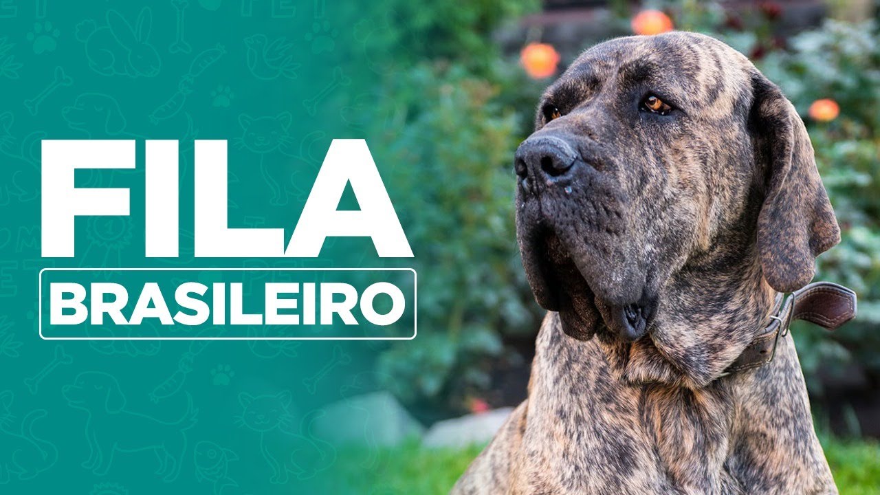 🐶 Curiosidades da raça Fila Brasileiro