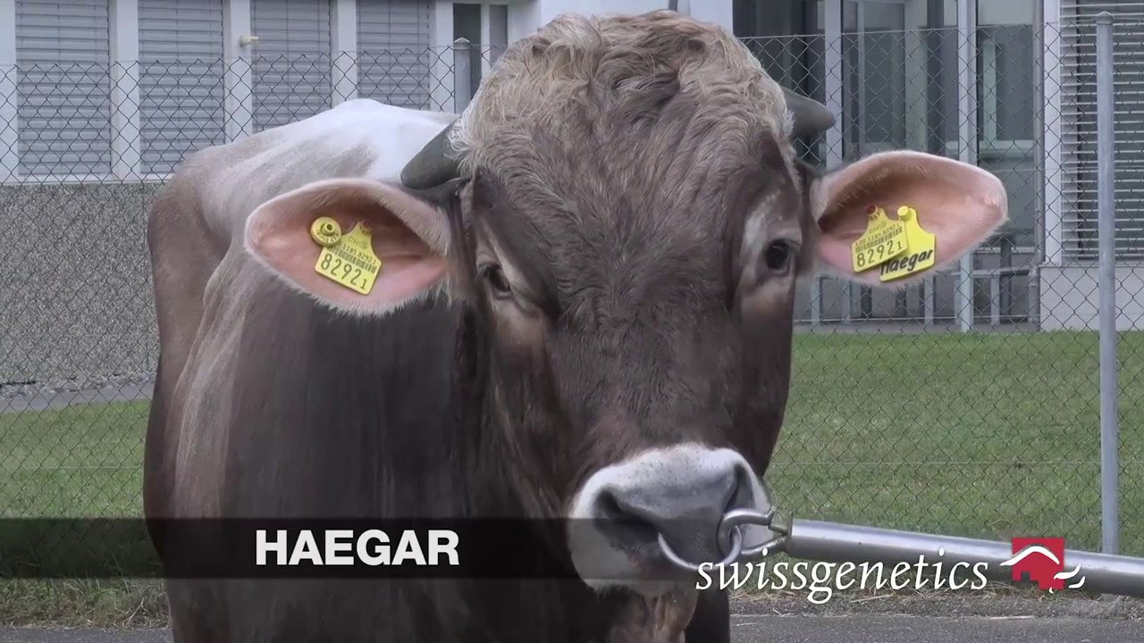 HAEGAR