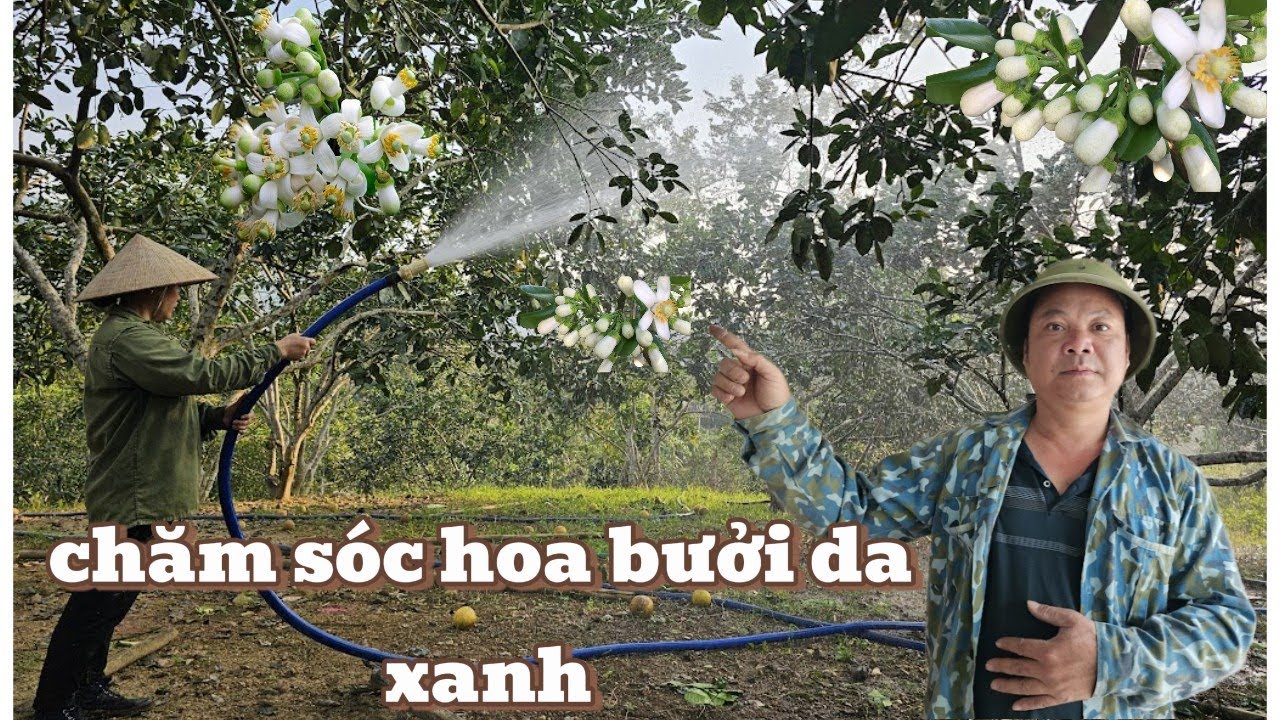 Tỉa Cành Bưởi Da Xanh Đúng Kỹ Thuật – Bí Quyết Giúp Cây Ra Hoa, Đậu Trái Nhiều