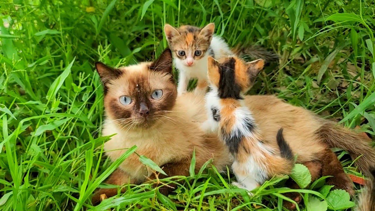 Young Mama Cat and Her Kittens Find Safety and Love by the Roadside 🐱💖🐾