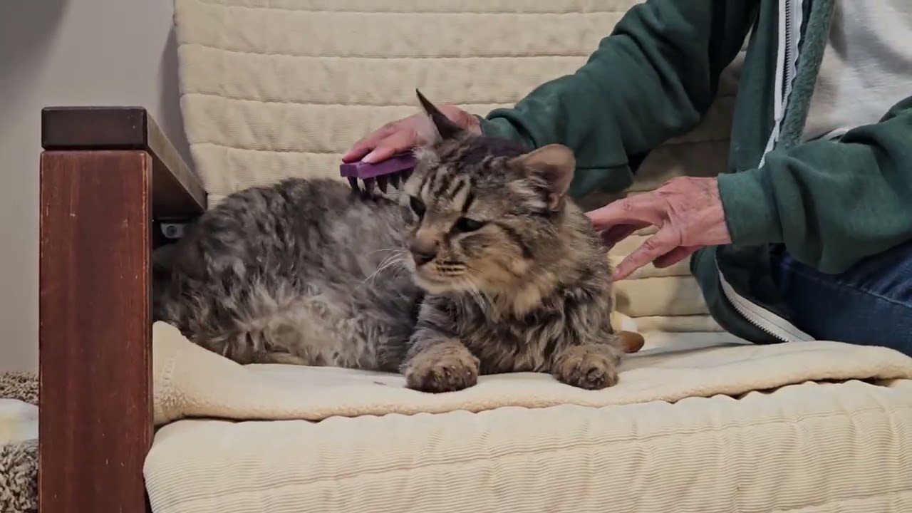 Shelter Cat Scrumps Needs Attention From Everyone All At Once! [REAL]