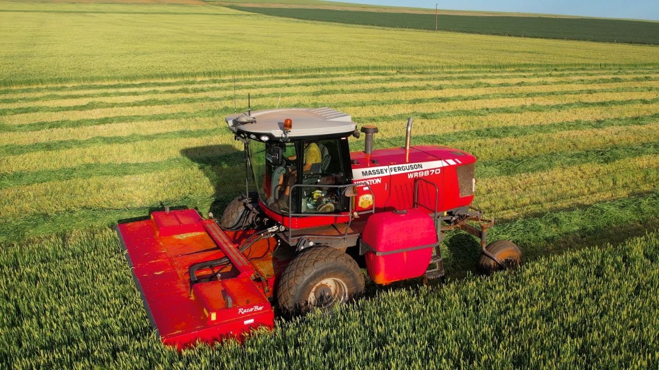 Our Big Barley Blunder | Frosted Wheat & Cutting Hay