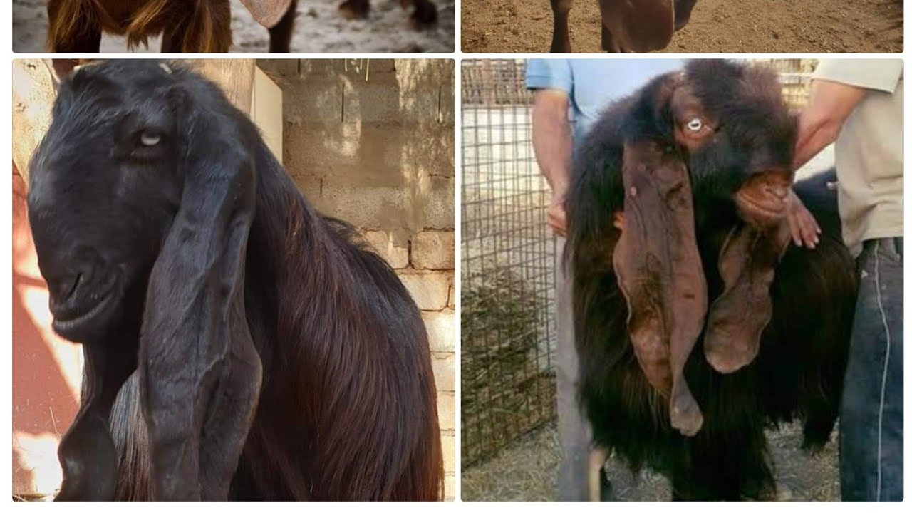 الماعز القبرصي ومشاكل الغواه مع التجار على النت Кипр Коза