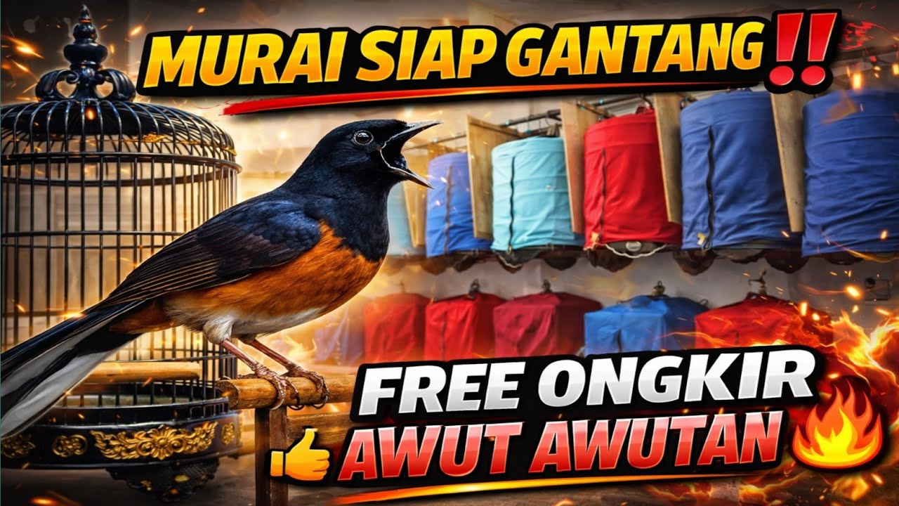 GEBRAKAN BARU‼️ MURAI SIAP GANTANG GRATIS ONGKIR SE-INDONESIA | GALERI BURUNG KONTES 🔥