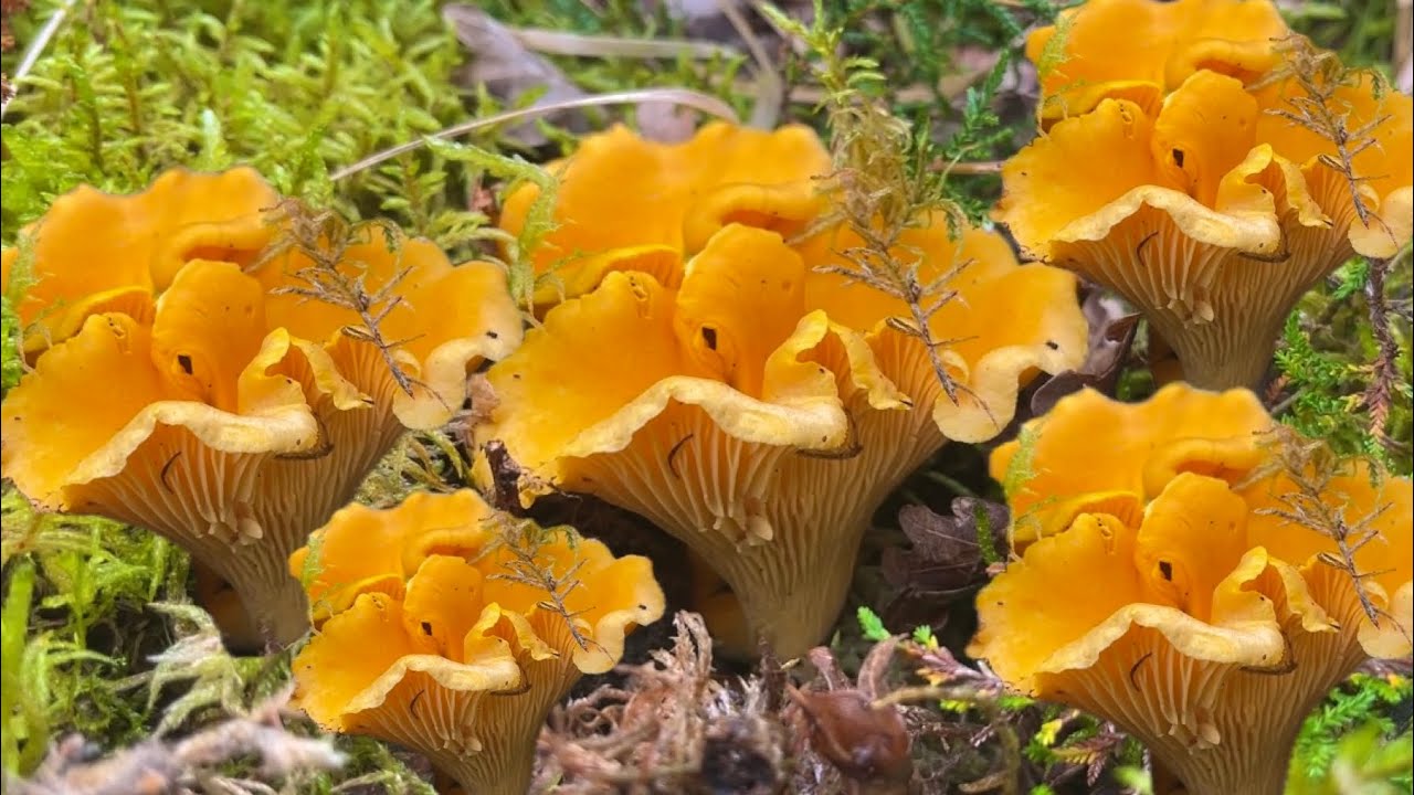 เก็บเห็ดรอบนี้ยิ่งเดินยิ่งเยอะ สู้กับเห็ดตั้งที่สองลองดูค่ะ😁😁🍄‍🟫🍄17/08/2024