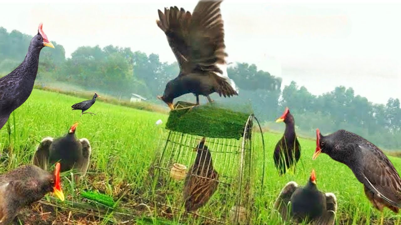 Bird Trap Technique in Village Jungle You’ve Never Seen Before ! 