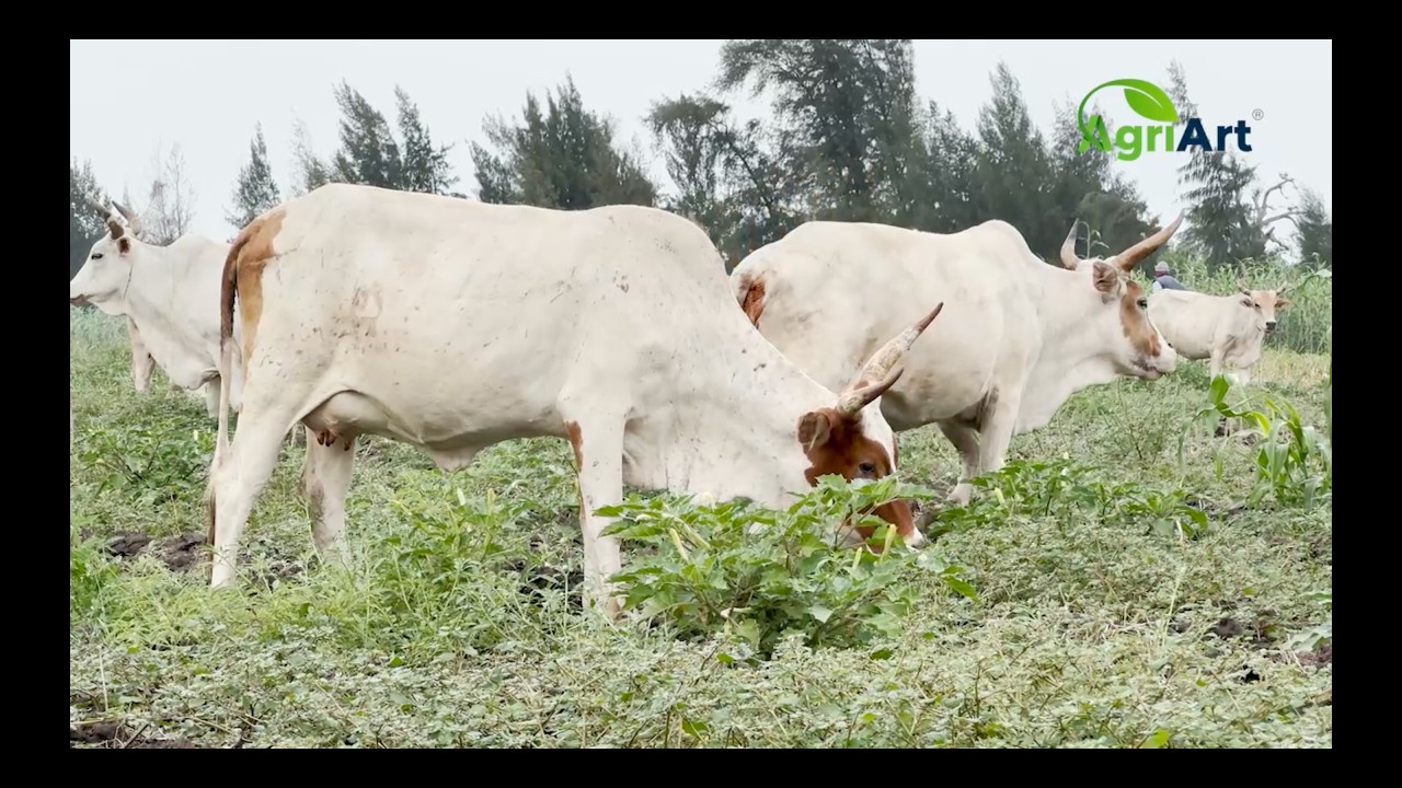 L'élevage laitier, il atteint un rendement de 30 à 40 l par jour grâce  à l'ensilage