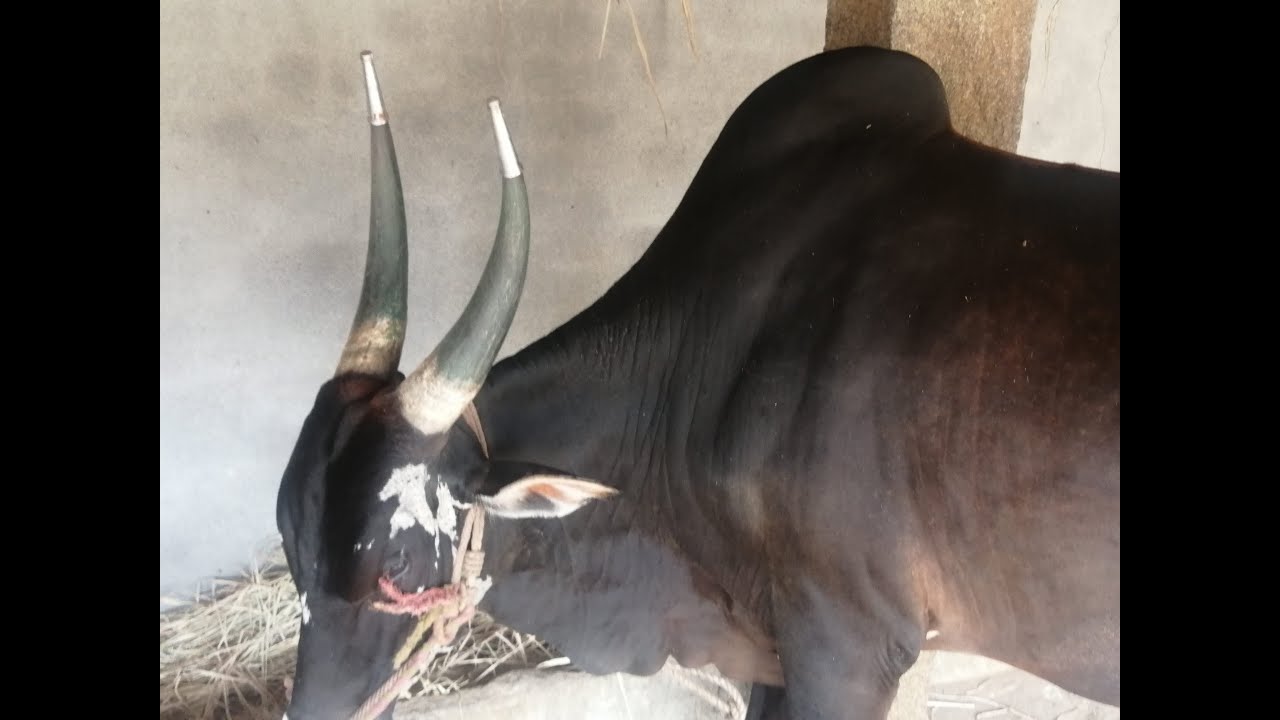Powerful KHILLARI Bull available for sale at Bhai cattle farms,,, cost 45,000