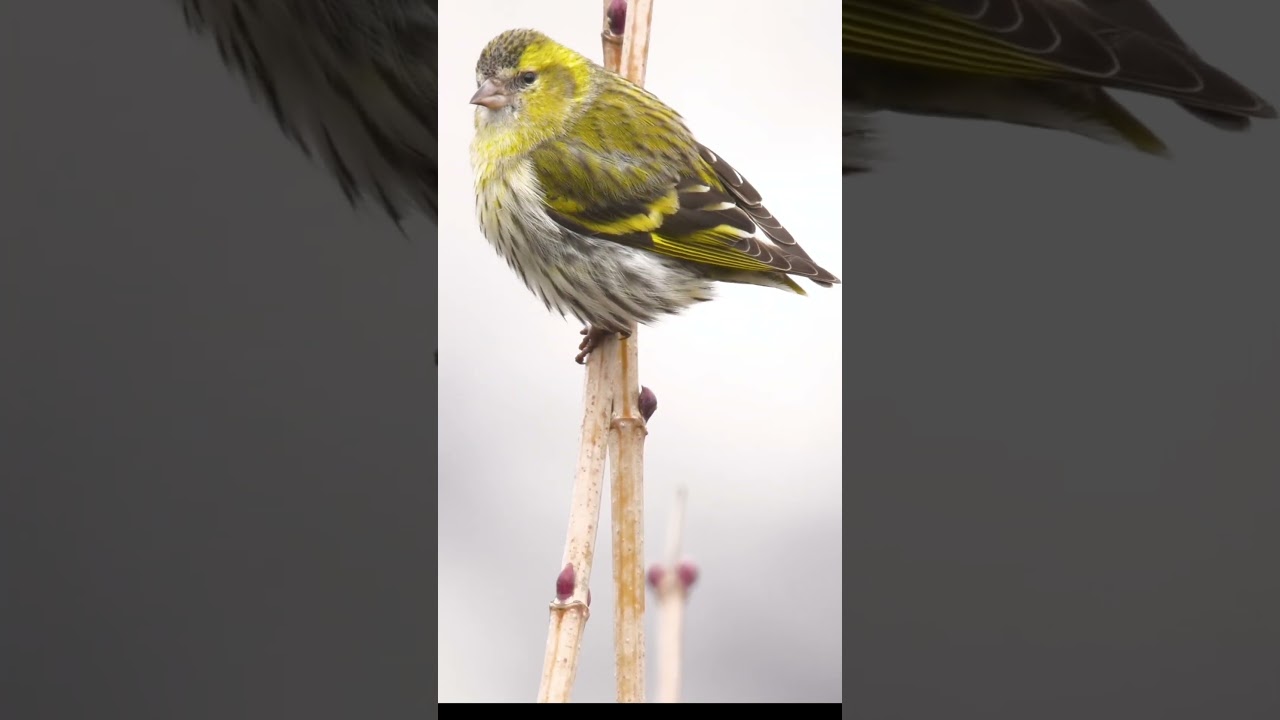 Everything You Need To Know About The Eurasian Siskin (Spinus spinus)