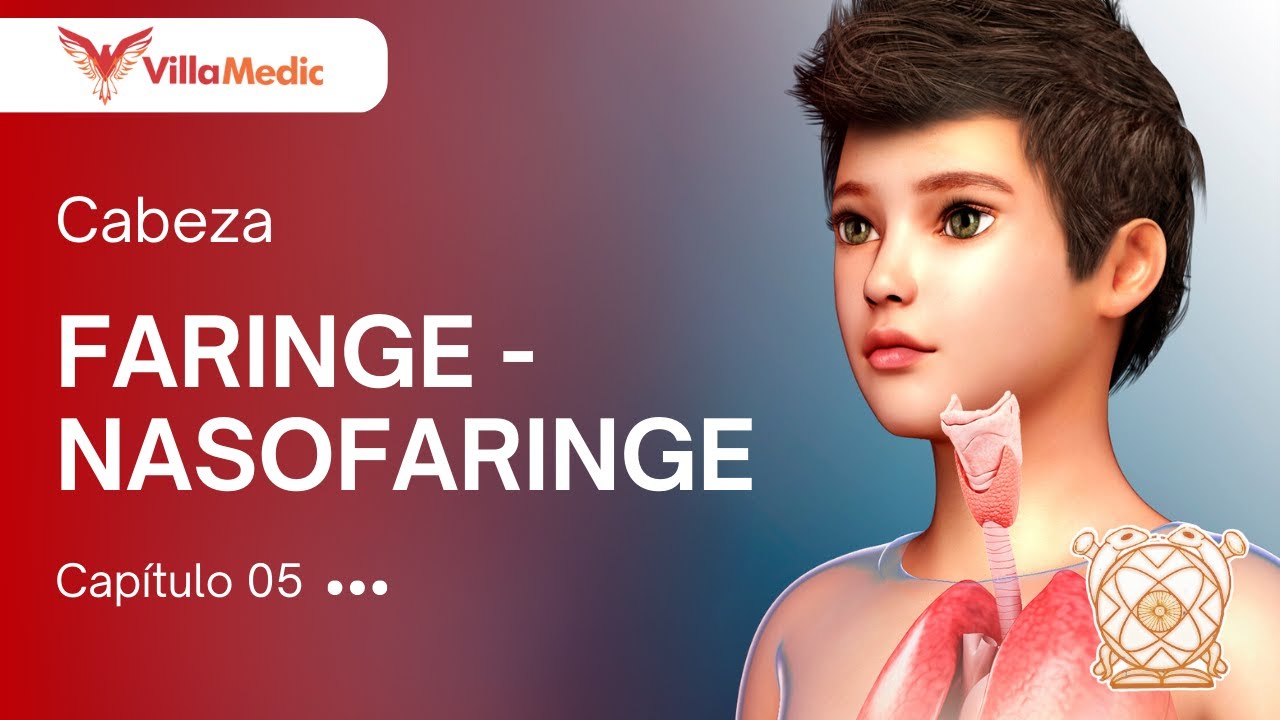 CC.BB. ANATO | Cabeza: Faringe - Nasofaringe - VillaMedic