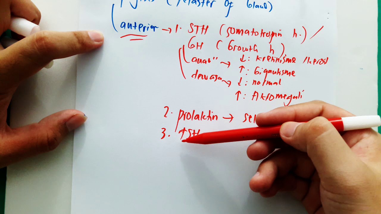 Sistem Hormon (Part - 1) : Kelenjar Hipofisis