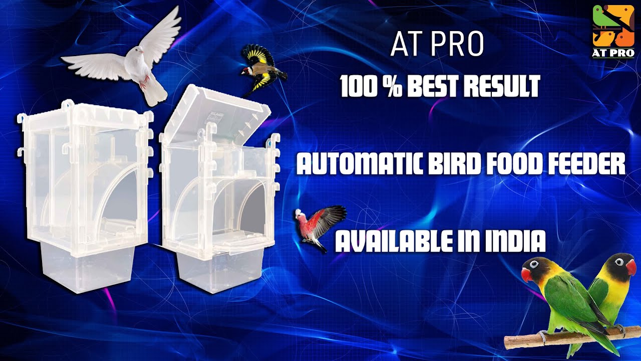 Birds automatic food feeder | Exotic bird food feeder | Automatic bird seed Feeder