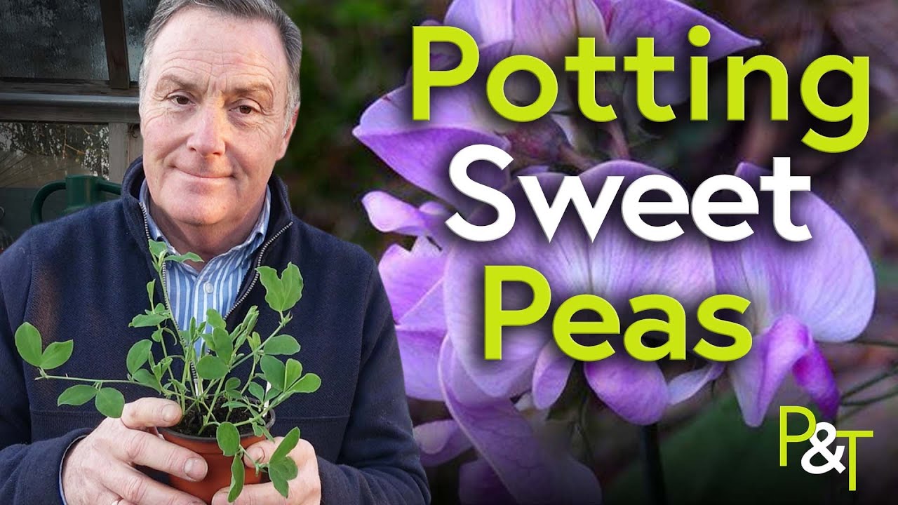 How to Pot Perfect Sweet Peas - Pots & Trowels