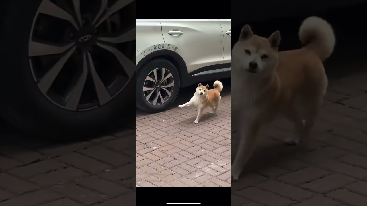 Shiba dog skip dancing