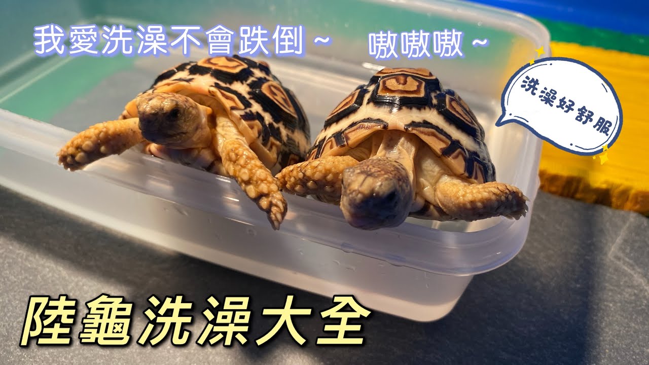 如何幫自己的陸龜洗澡？洗澡一定要刷背嗎？