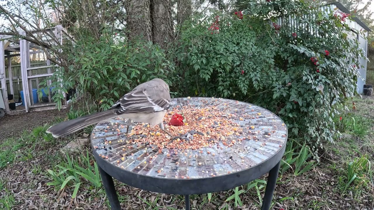 Mockingbird
