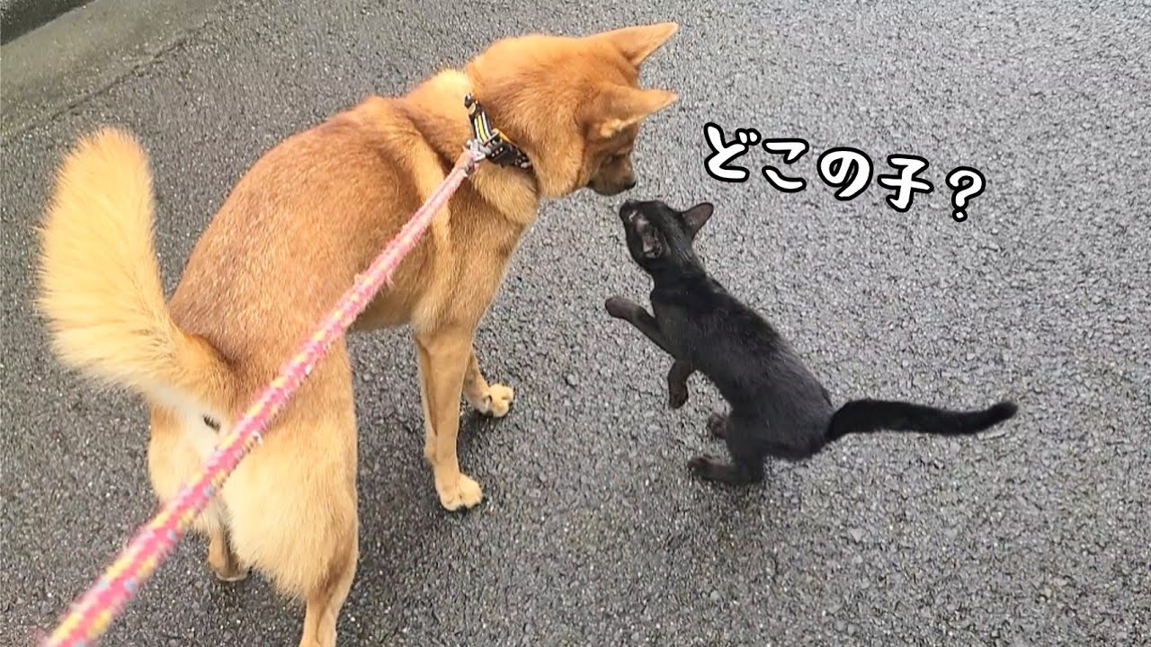 着いて来る子猫を保護しました【里親募集は中断中】