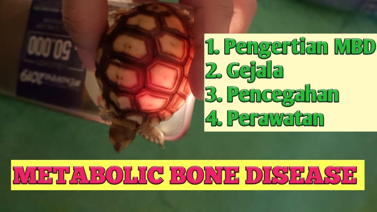 BAHAYA MBD..!! Cara Mencegah dan Mengobati Metabolic Bone Disease..!!