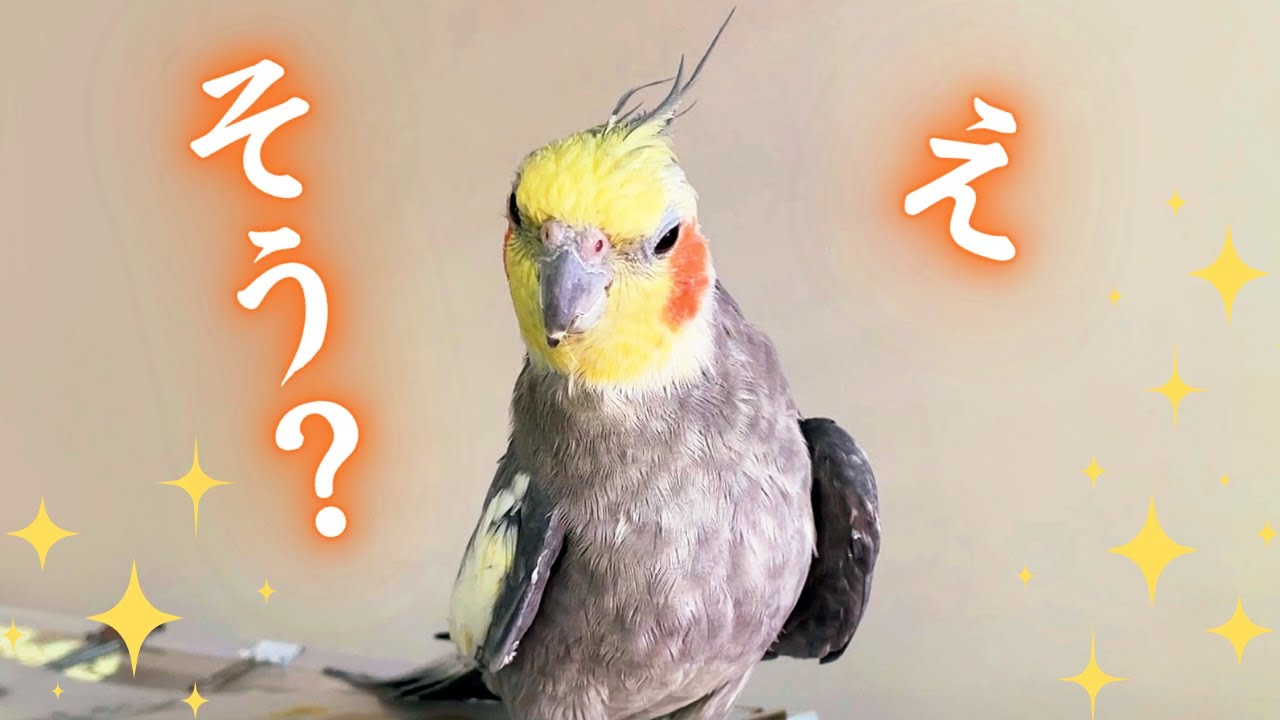 オカメは気まぐれ?! 移り気すぎる19歳オカメインコの予測不能な可愛さ