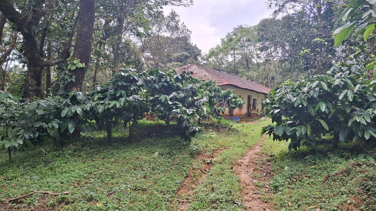 60 Acres Stream Touch Coffee Estate for Sale in Sakleshpur | Coffee Plantation | Villbiz Properties