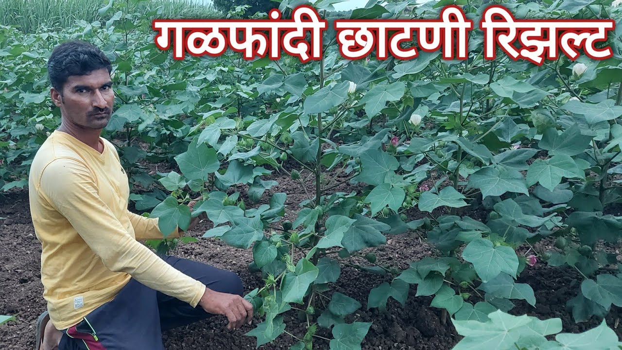 गळ फांदी छाटणी करून फायदा कि तोटा | गळ फांद्या छाटणी करावी का ? | krushi varta channel